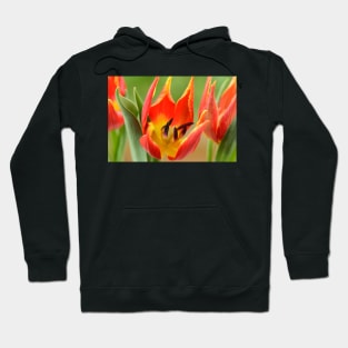 Tulipa schrenkii  Miscellaneous tulip Hoodie